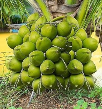 Coconut Shells
