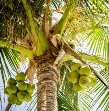 Fresh Coconuts